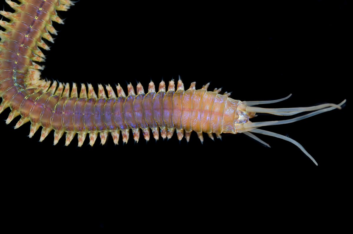 HakaiInstitute's tweet photo. Just the tip of the worm diversity iceberg found so far at the Hakai-@SImarineGEO BioBlitz.

#MarineGEOBC https://t.co/9VXaiytIkW