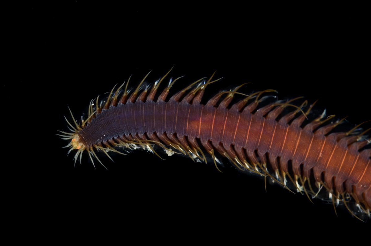 HakaiInstitute's tweet photo. Just the tip of the worm diversity iceberg found so far at the Hakai-@SImarineGEO BioBlitz.

#MarineGEOBC https://t.co/9VXaiytIkW