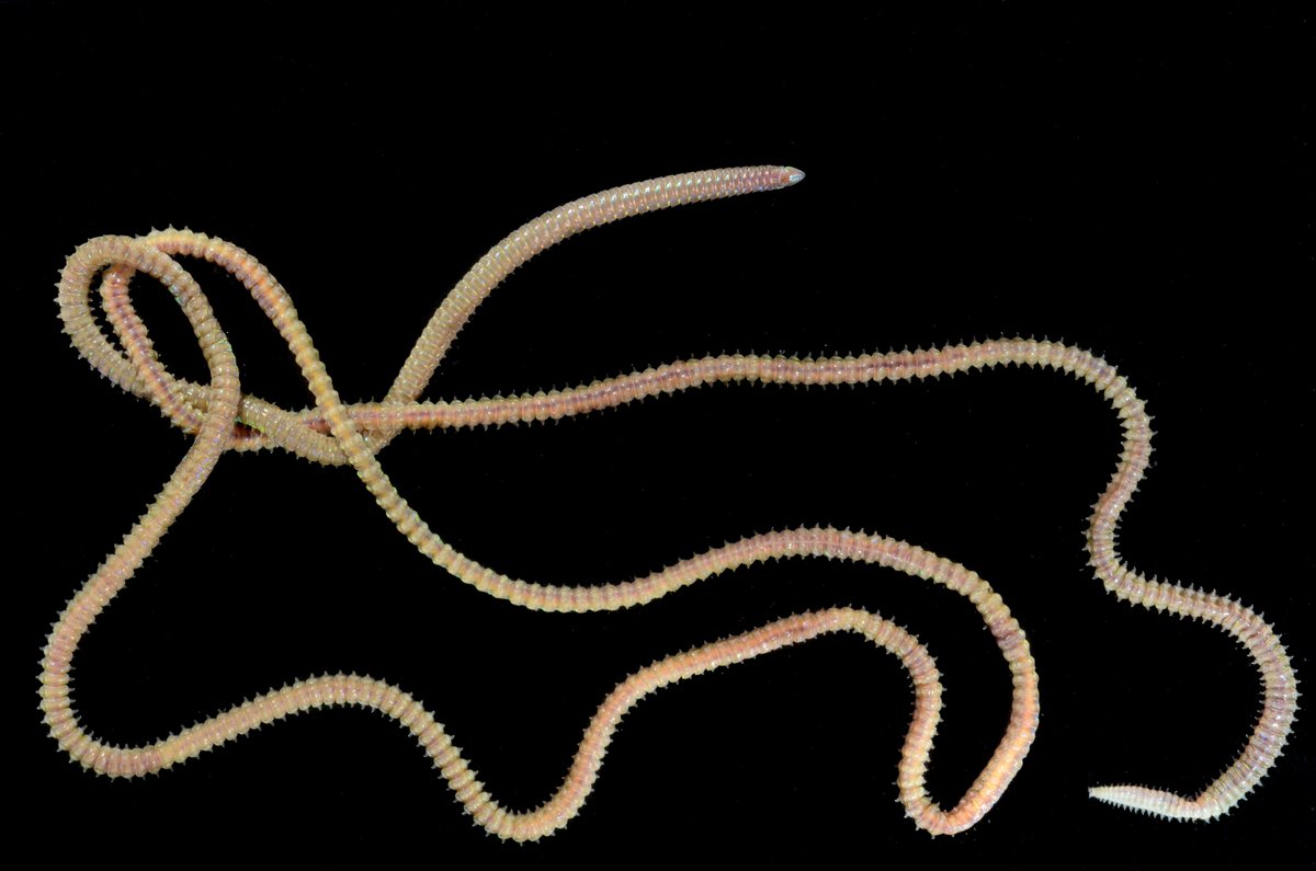 HakaiInstitute's tweet photo. Just the tip of the worm diversity iceberg found so far at the Hakai-@SImarineGEO BioBlitz.

#MarineGEOBC https://t.co/9VXaiytIkW