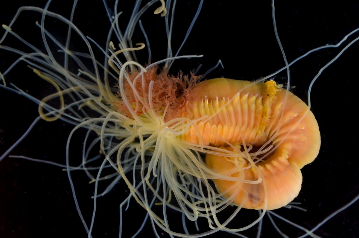 HakaiInstitute's tweet photo. Just the tip of the worm diversity iceberg found so far at the Hakai-@SImarineGEO BioBlitz.

#MarineGEOBC https://t.co/9VXaiytIkW