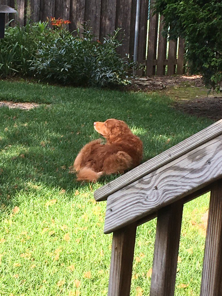 ahp51's tweet photo. She's groovin' on a Sunday afternoon. #goldenretriever #maggiegrace #petsnotpolitics https://t.co/wAMAOfrbIM