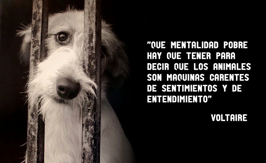ProyectoFauri's tweet photo. 🐩 https://t.co/pi9aZ0xcib