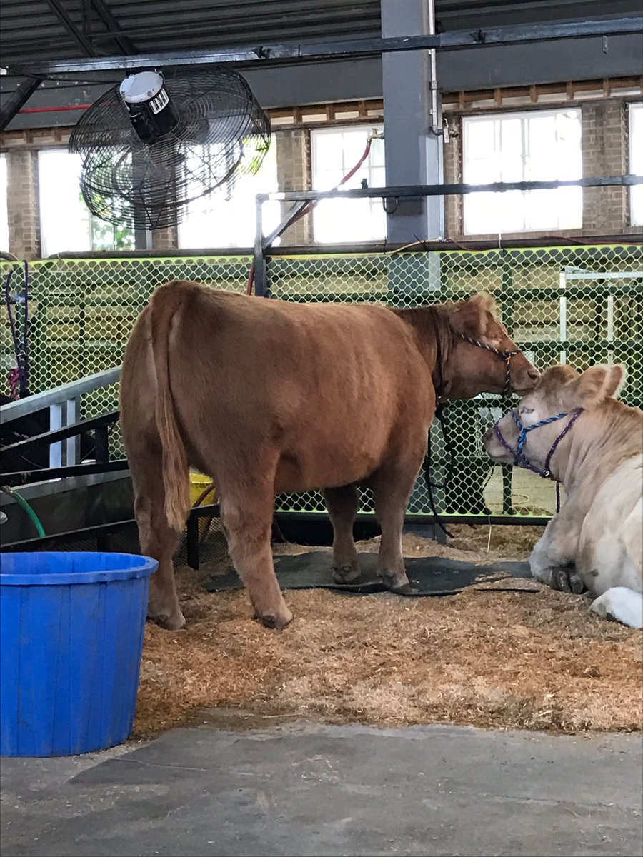 tttlivestock's tweet photo. Just chilling! #rmjss https://t.co/a7aVLYEANR