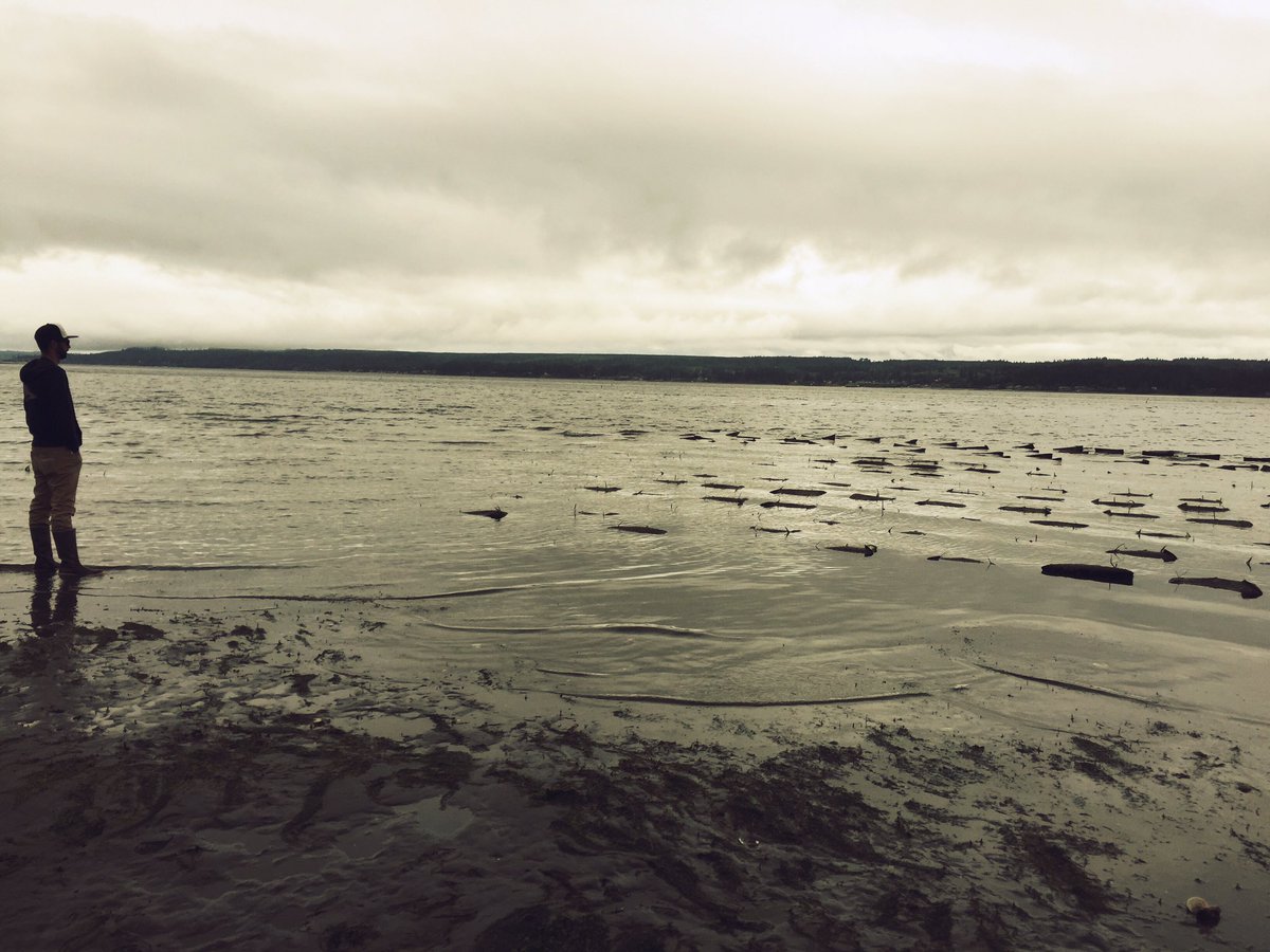 set_drift's tweet photo. Farm gazing on #hoodcanal #set_drift #FjordLux #wildsideWA https://t.co/AmI4zbQuR8
