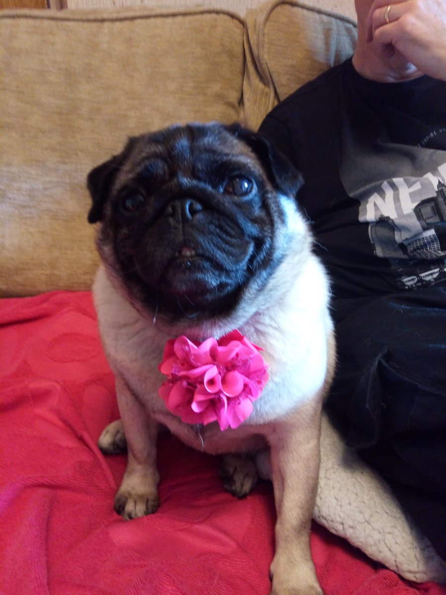 Richmond66T's tweet photo. @otisthepugwalsh Miss you guys #pugprom2017 #pughugs
Peppa xx https://t.co/ik0eXMXD8w