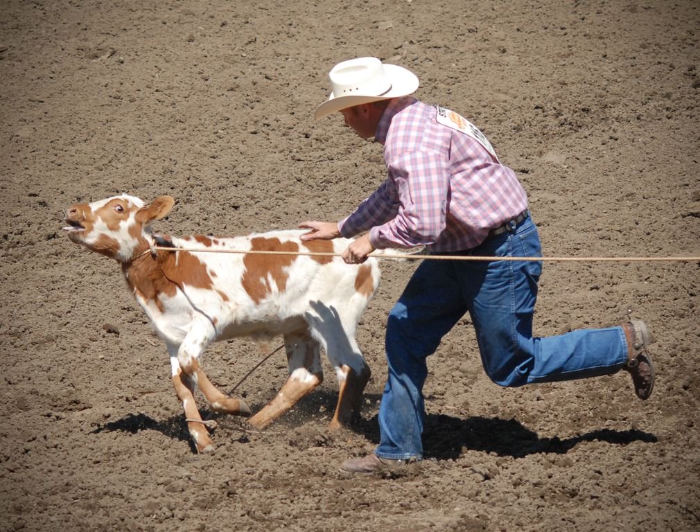OpRodeo_'s tweet photo. Who doesn't enjoy seeing a calf getting his or her ass kicked at a rodeo??
 #BuckTheRodeo #OpRodeo https://t.co/WlwmL1j0GS
