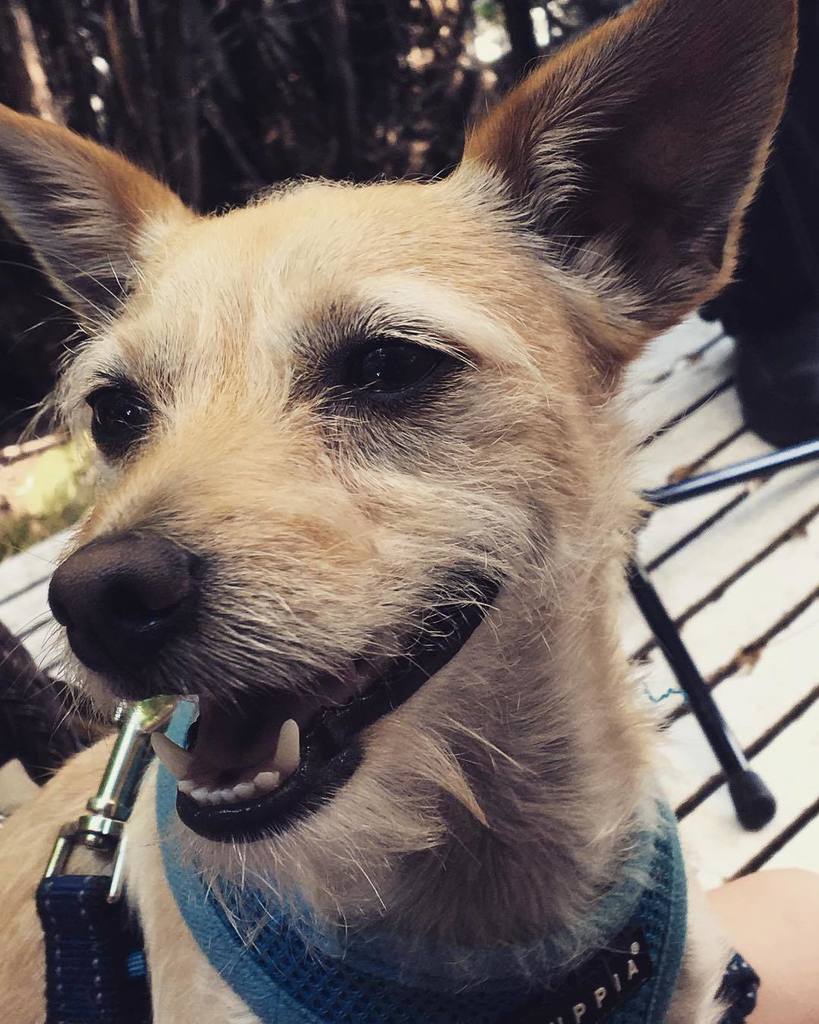 AlBahmani's tweet photo. #lategram #Hank #bombmic #dogsofinstagram @sarahkeller07 #standup #comedy #losangeles https://t.co/gFimiISQJN https://t.co/LEitYtGi4H