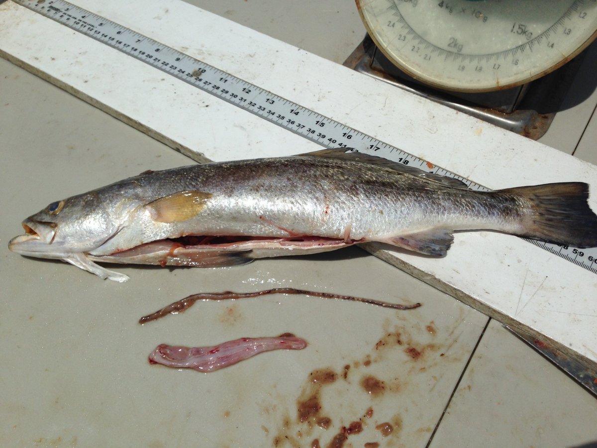 TPWDfish's tweet photo. #SharkWeek shows research in the field, but often where the real science happens is back in the lab! #GutContent #TrophicStudy #SharkFood https://t.co/77pbAGwSuA