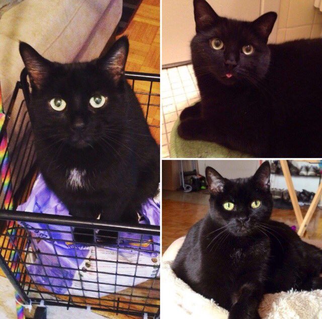 nessrawks's tweet photo. @Ptbo_Canada Peeper, Kittie &amp; Parker  😻😻😻 #petsofptbo #blackcatsrule https://t.co/wTVwCUHVXo