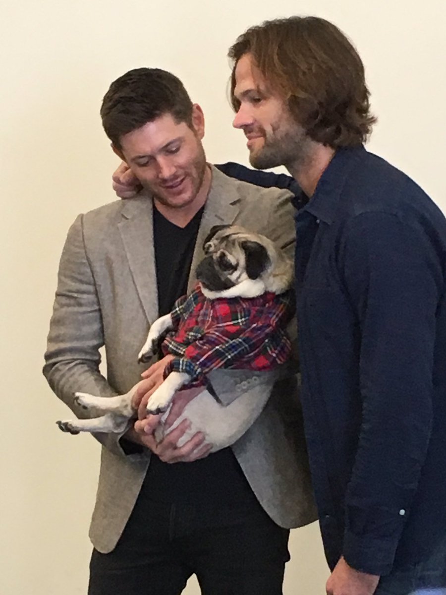 Snoodit's tweet photo. Before the #Supernatural #SDCC panel, @jarpad and @JensenAckles met @itsdougthepug backstage https://t.co/EHTzgNAekE