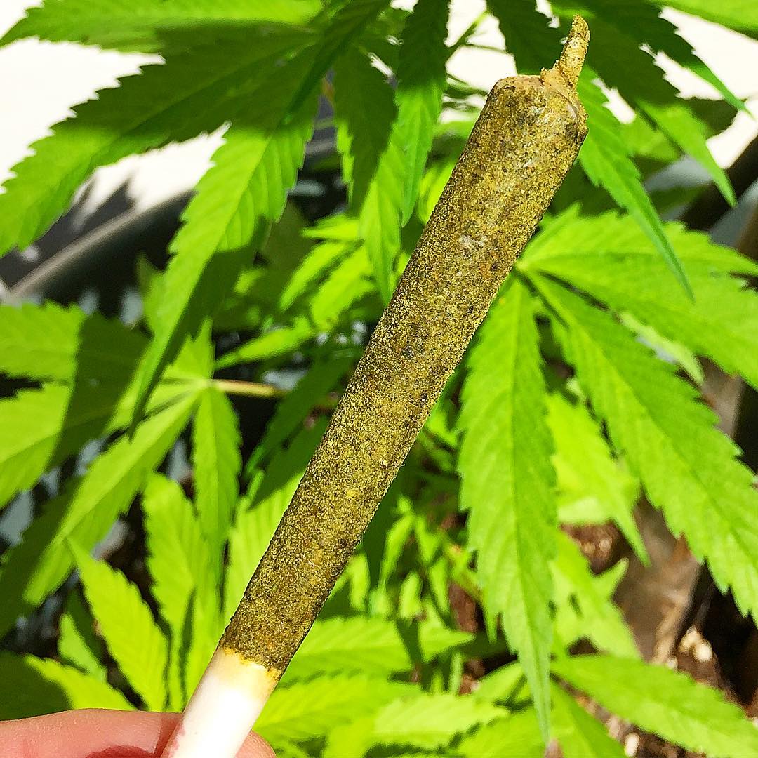 Weed_Lex's tweet photo. ๐๐ Smoke well, all love!
#weedlex #worldwide #hash #joint #stoner #cannabis #hashjoint #savage #pot #art #dab #marijuana#tagsforlikes https://t.co/WxD4Q5whKF