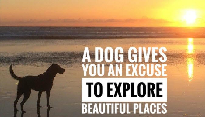 HolidayNinjas's tweet photo. Book a break with your fur baby today > https://t.co/i3fOCsYsRS https://t.co/AIuuWGYWR6