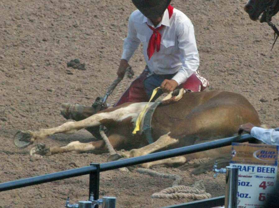 OpRodeo_'s tweet photo. Rodeo animals do not like abuse, they suffer deep &amp; enduring pain that doesn’t
end when the event is over.
#OpRodeo https://t.co/mXPjjQu4yi
