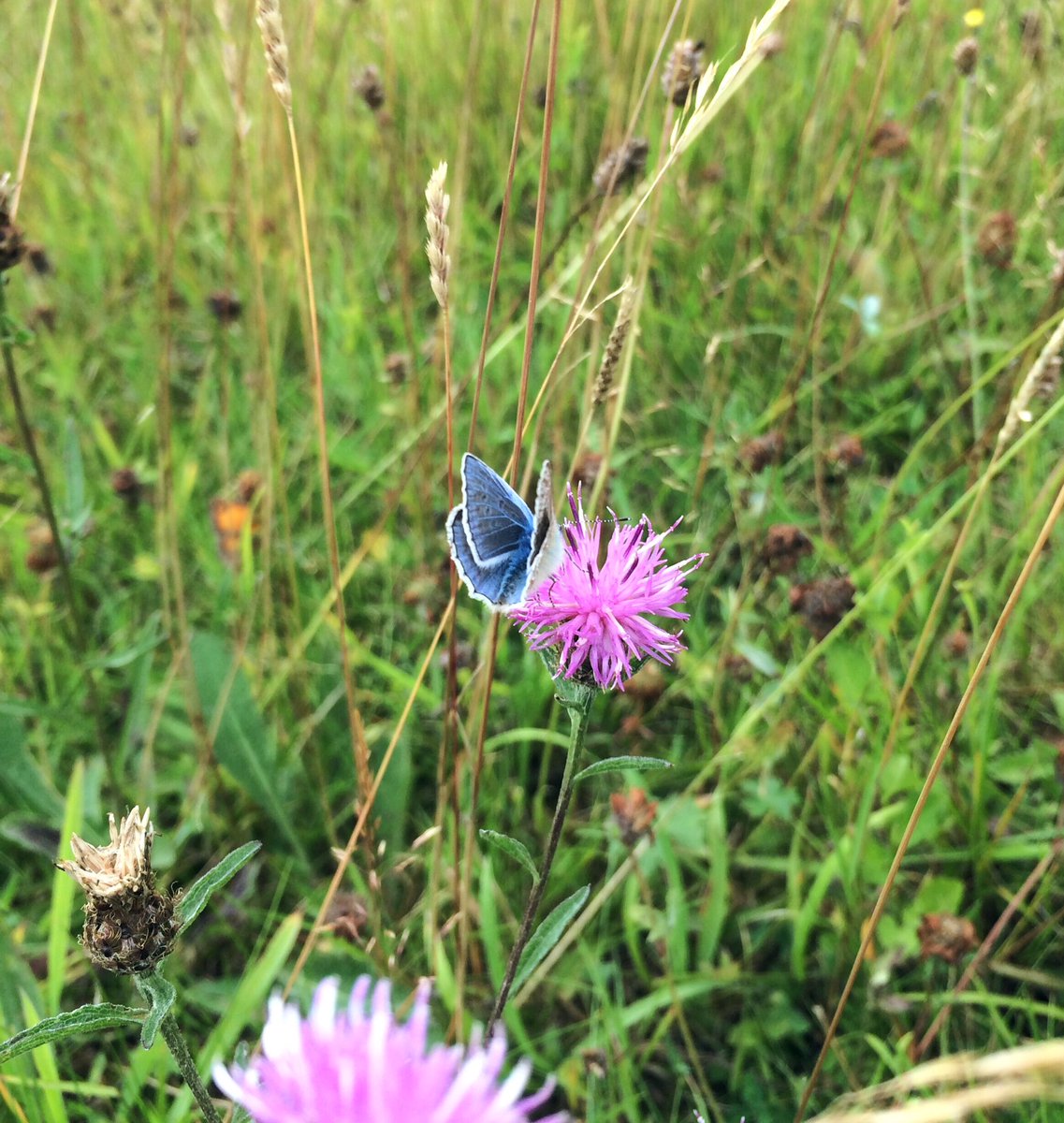 AngelikaHTCG's tweet photo. So excited to see a blue #butterfly on #CommonKnapweed in the paddock! #CommonBlue or #AdonisBlue? Uncommon here in #Warwickshire @Barbus59 https://t.co/Auuw236z2b