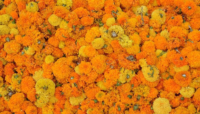 CsValencia_C's tweet photo. .@amparopicoCS acusa a Fuset de mala gestión en la venta de palcos de la Batalla de Flores🌸 https://t.co/Af8opXGNiS https://t.co/BxZxrqZqZW