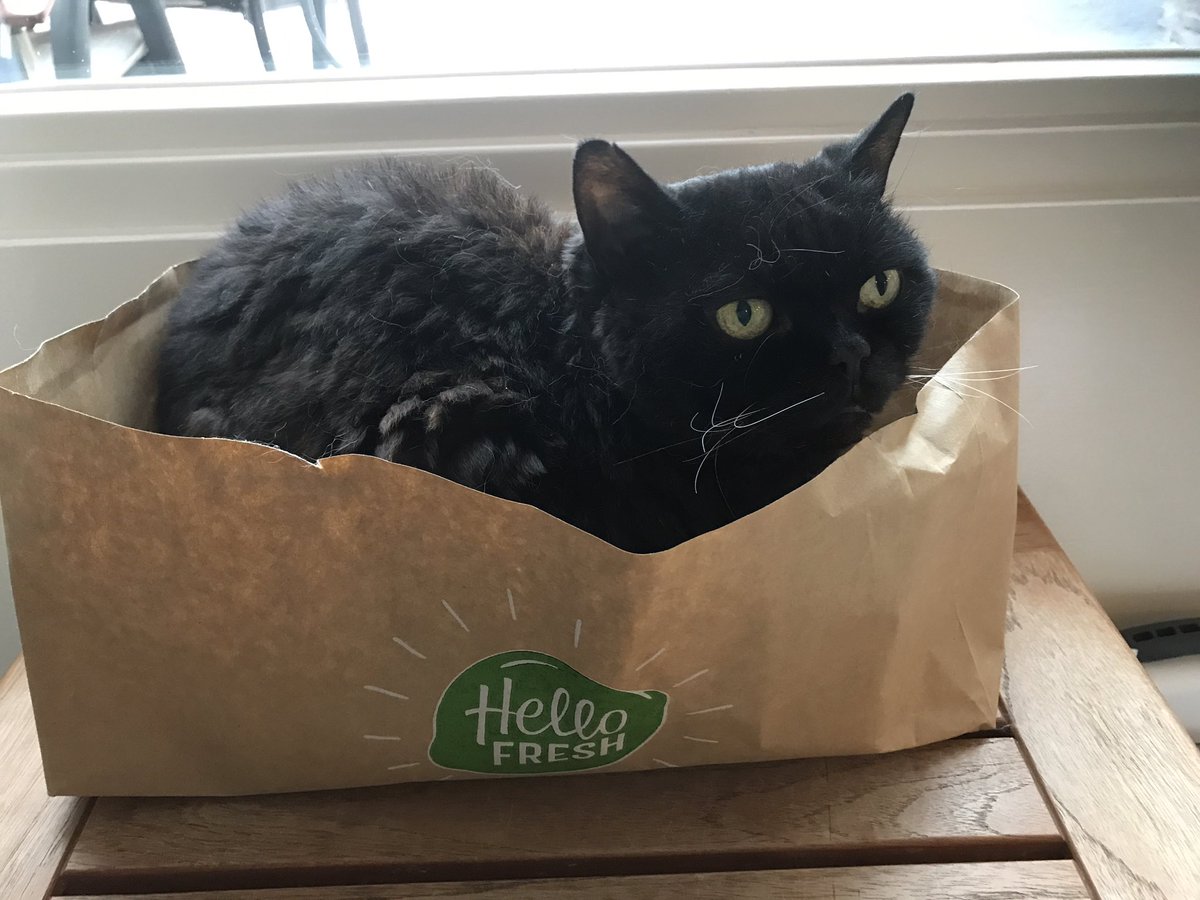 nousjke's tweet photo. @HelloFreshNL Multifunctioneel jullie papier zak. Ook heerlijk als kattenmand. https://t.co/pqfYImAyEo