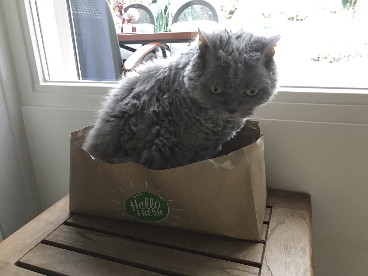 nousjke's tweet photo. @HelloFreshNL Multifunctioneel jullie papier zak. Ook heerlijk als kattenmand. https://t.co/pqfYImAyEo