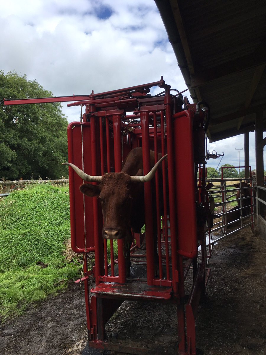 Davidrowe_1's tweet image. I've Been on a hoof trimming safari today, #Devons