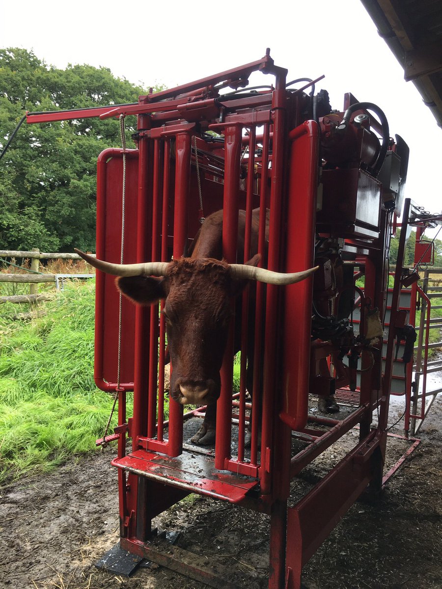 Davidrowe_1's tweet image. I've Been on a hoof trimming safari today, #Devons