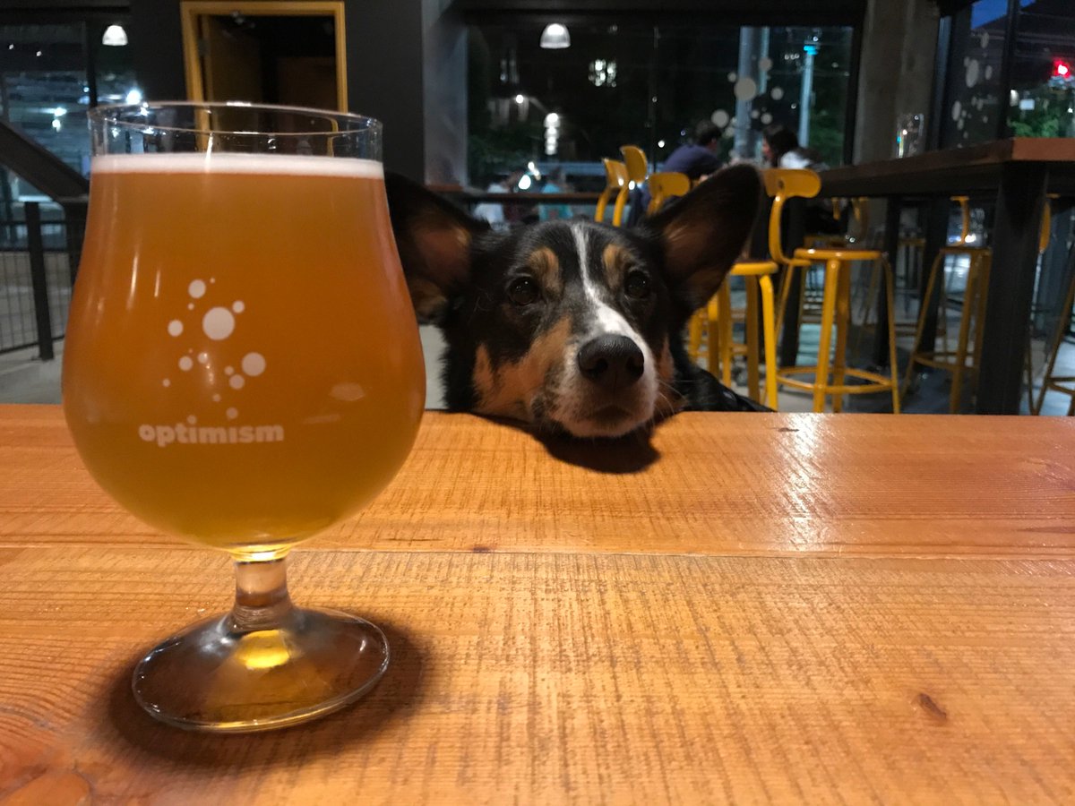 OptimismBrewing's tweet photo. Arthur loves hanging with his crew at Optimism! #chooseoptimism #drinklocal #WAbeer #dogsofoptimism https://t.co/rAl7mN3Kn1