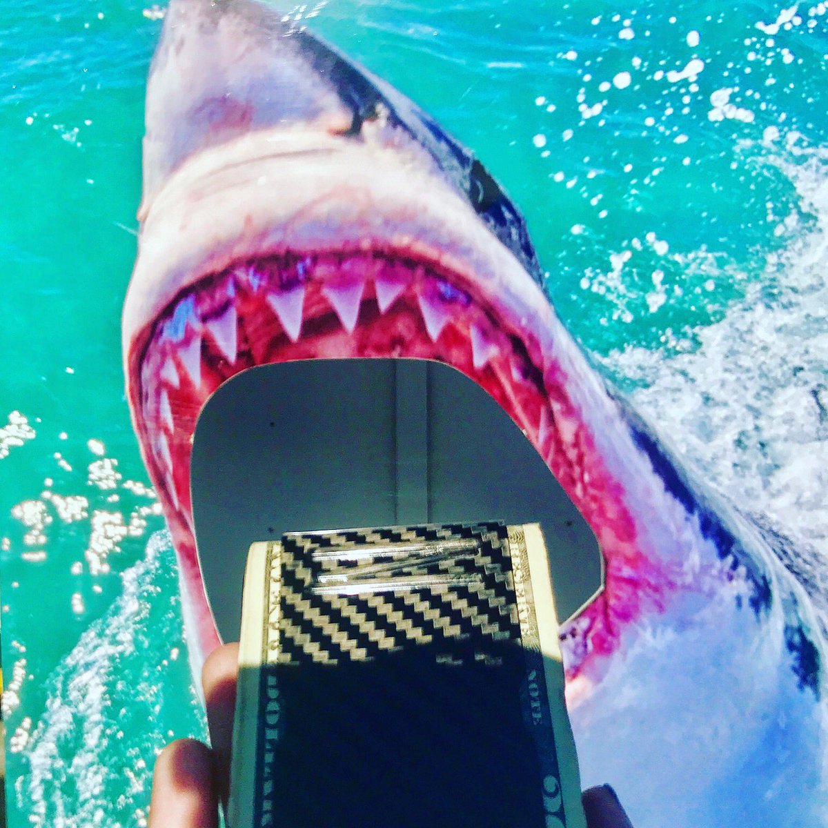 Get out of the water, it's #sharkweek!
#zclip