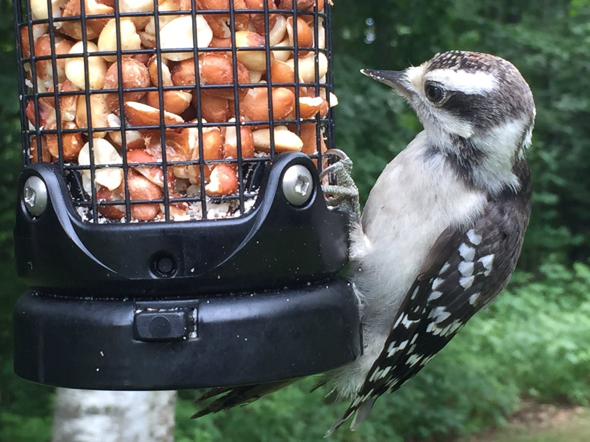 Yeah, I got this close 😃#DownyWoodpeckers