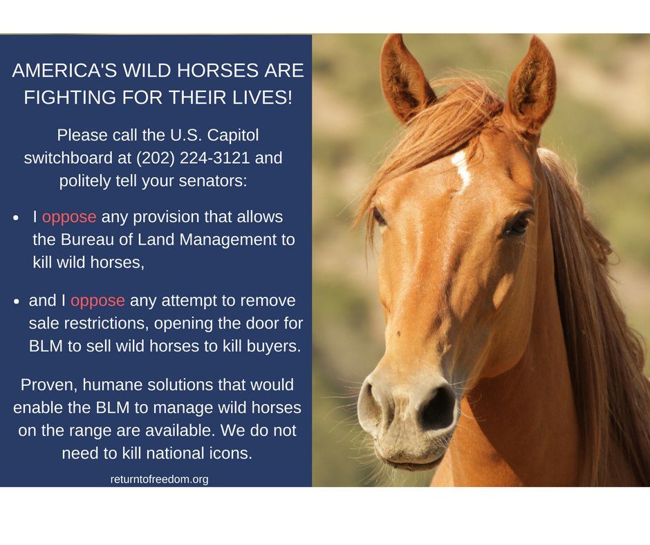 aponyhour's tweet photo. Something a bit different for #ponyhour 's #picoftheweek because we  #StandwiththeBand ~ #USA save your wild horses https://t.co/MjwOq9guZr https://t.co/1kstMrrN3y