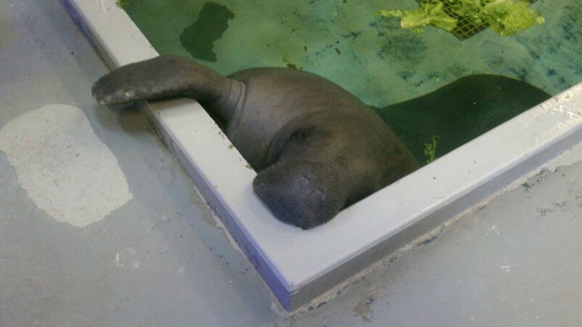 Snooty, oldest manatee in captivity, dies after 69th birthday  bit.ly/2upzUeu https://t.co/1TiLI6HbYT