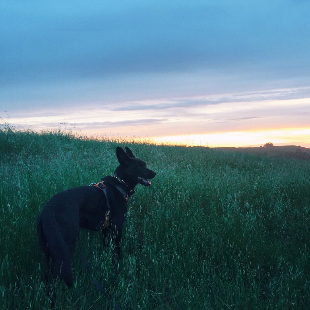 TrailMutts's tweet photo. #sundaysunsets
📷 @willowthewildandco
#trailmuttoftheday #rescuedog #shepherd #trailmutt https://t.co/pFpfD6lbfY