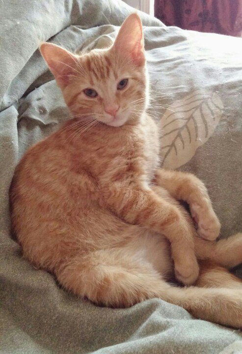 mandynadeau's tweet photo. @Ptbo_Canada We rescued this little sweetie from up in a tree recently. 💜 #PetsofPtbo https://t.co/R0145TlWM7