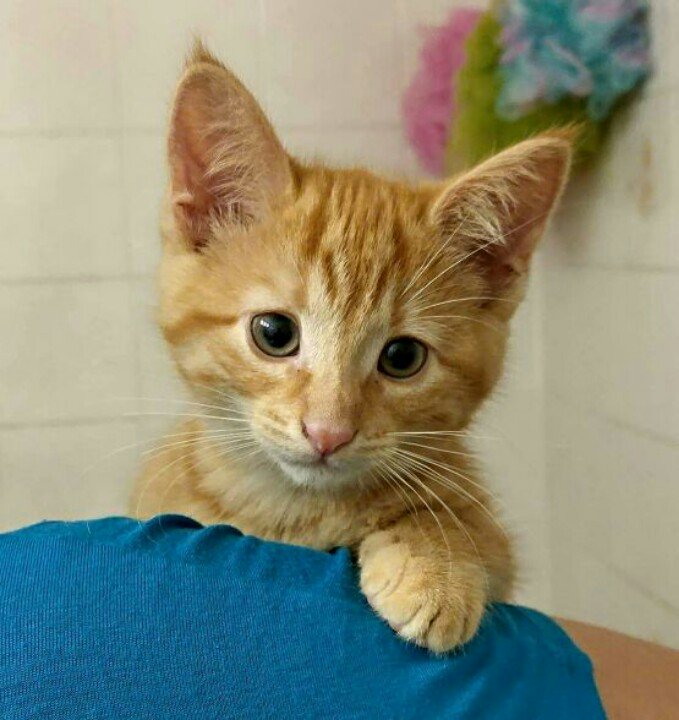 mandynadeau's tweet photo. @Ptbo_Canada We rescued this little sweetie from up in a tree recently. 💜 #PetsofPtbo https://t.co/R0145TlWM7