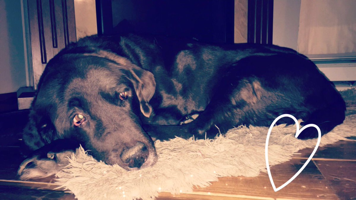 C_Harmeyer's tweet photo. Lost one of my best friends yesterday morning. R.I.P Maggie. Miss you already 🐶😇💜 https://t.co/geswkt2aDK