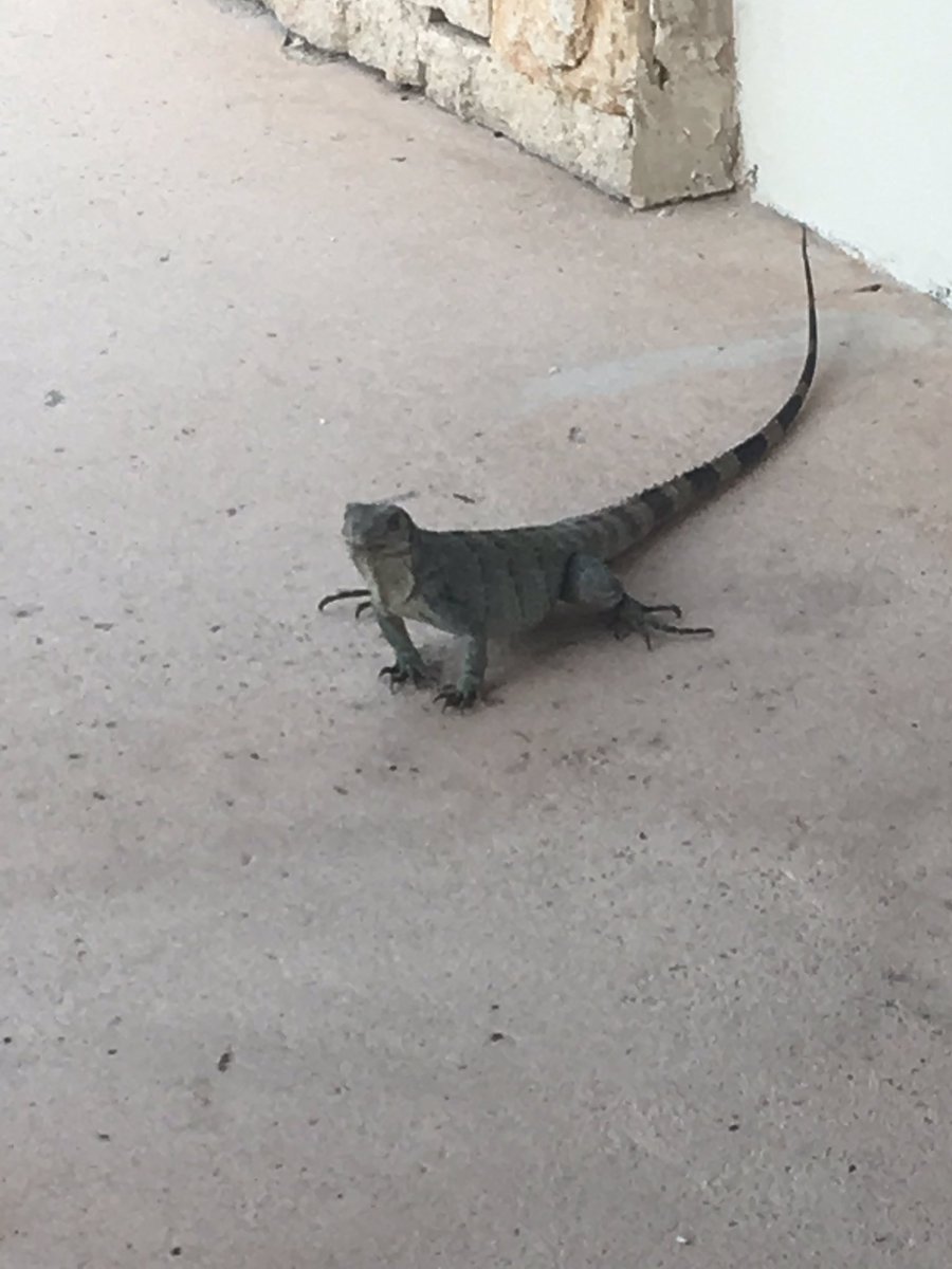 sdawsonHMHCO's tweet photo. #LBEdogdays
Does this count? I'm readingwith an Iguana???@Longbranch_Elem https://t.co/GrxLFDwewn