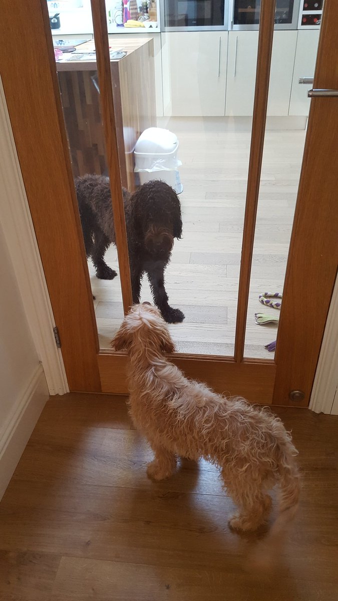 Emlin5k's tweet photo. When you have to be separated from your best mate for being naughty #BestFriend #naughtypup #cockapoo #labradoodle https://t.co/pRAp85OjgX