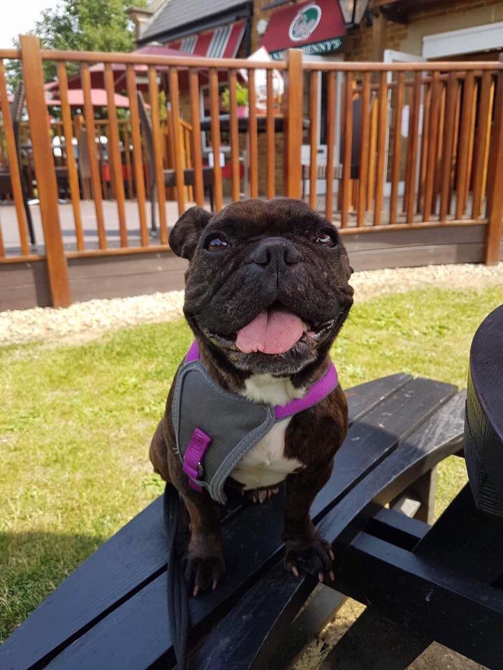 FB_Saviours's tweet photo. Sweet pea is available for #adoption! Please read info as she has v.specific needs. Apps close 28/7 #adoptdontshop #frenchbulldog 🐶🐾💕 https://t.co/LpaksqUZO8