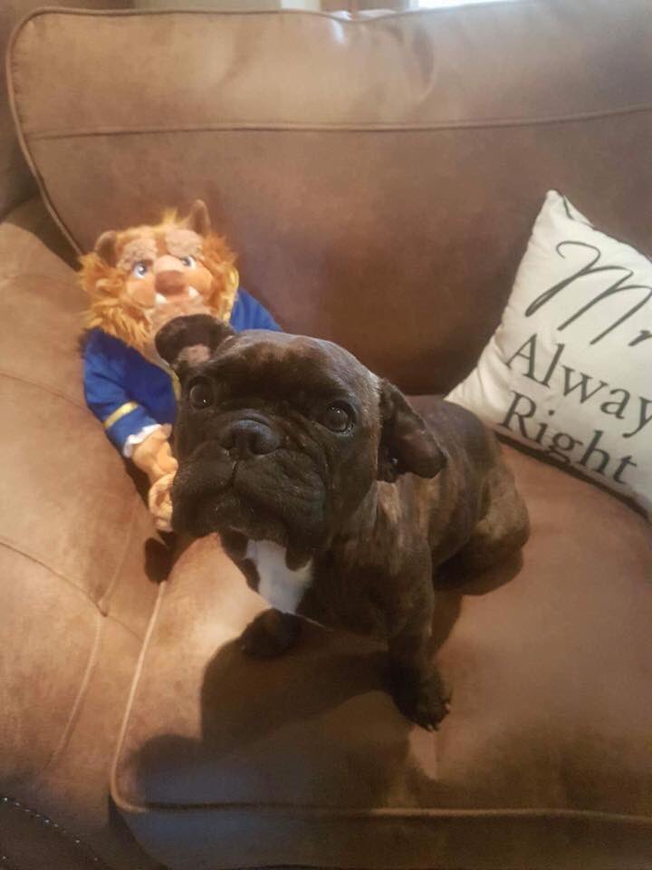 FB_Saviours's tweet photo. Sweet pea is available for #adoption! Please read info as she has v.specific needs. Apps close 28/7 #adoptdontshop #frenchbulldog 🐶🐾💕 https://t.co/LpaksqUZO8