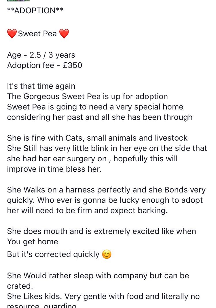 FB_Saviours's tweet photo. Sweet pea is available for #adoption! Please read info as she has v.specific needs. Apps close 28/7 #adoptdontshop #frenchbulldog 🐶🐾💕 https://t.co/LpaksqUZO8