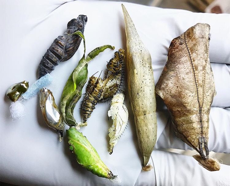 calacademy's tweet photo. A sampling of nature's incredible shapes, colors &amp; camouflage in 1 handful of live chrysalises—via our sustainable 🦋 partner in Costa Rica 😍 https://t.co/DE3l8pYVal