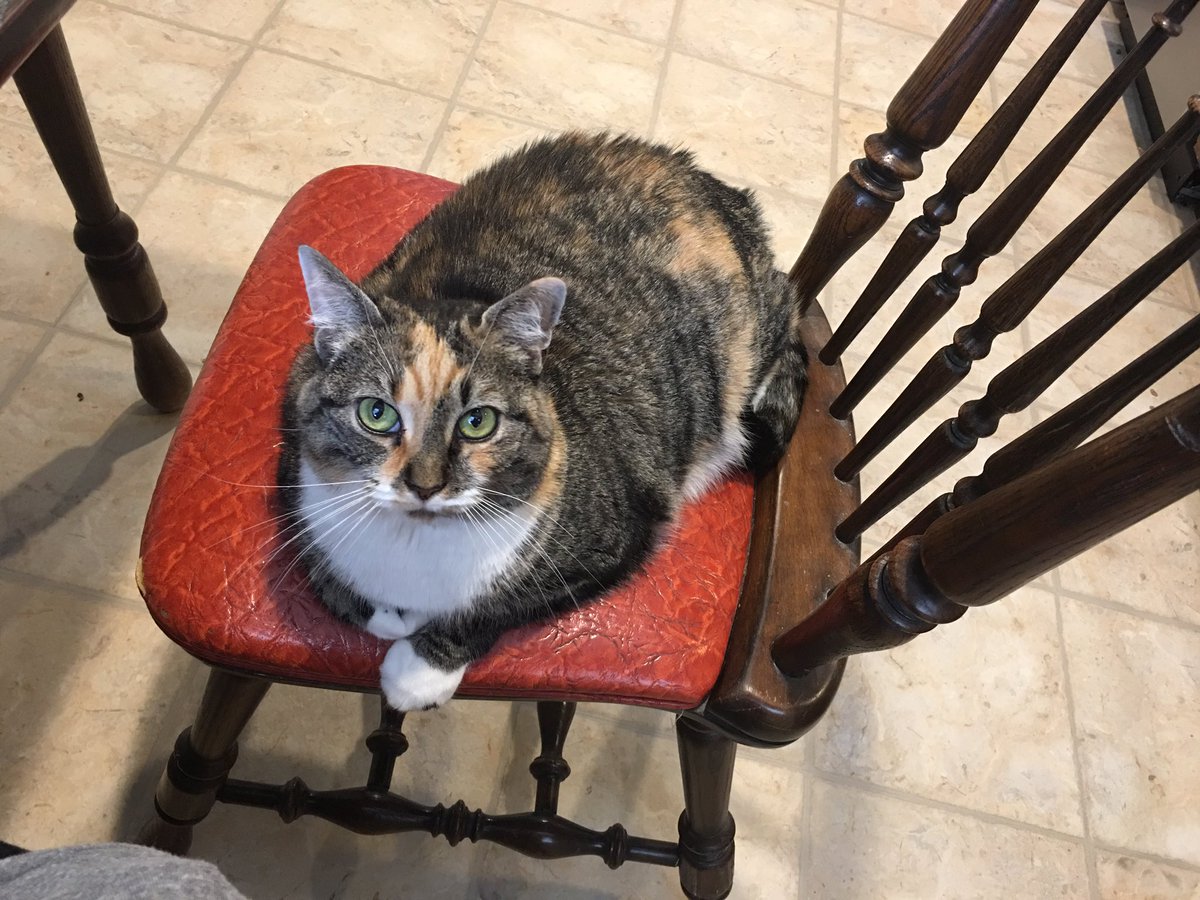 M1sslombardo's tweet photo. #homeworksunday #kitty #IST612 https://t.co/mbLXBzbbZh
