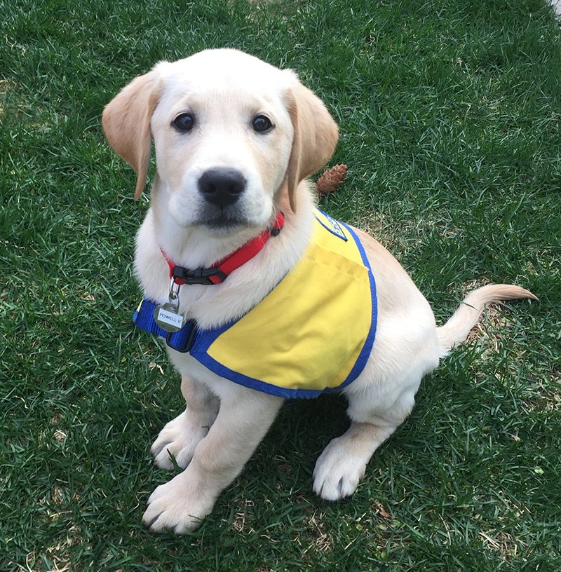ServicePuppy's tweet photo. The new kid. https://t.co/wBzWGIQzRj