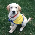 Photo by Christine G (@ServicePuppy)