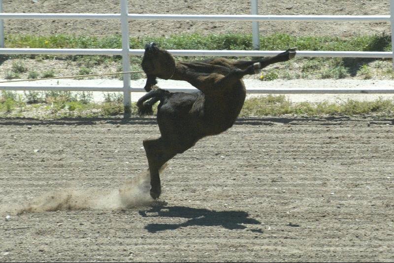 OpRodeo_'s tweet photo. Rodeo events are designed to provide entertainment based on violence towards
&amp; domination of animals.
#OpRodeo https://t.co/Volgdbw1ll