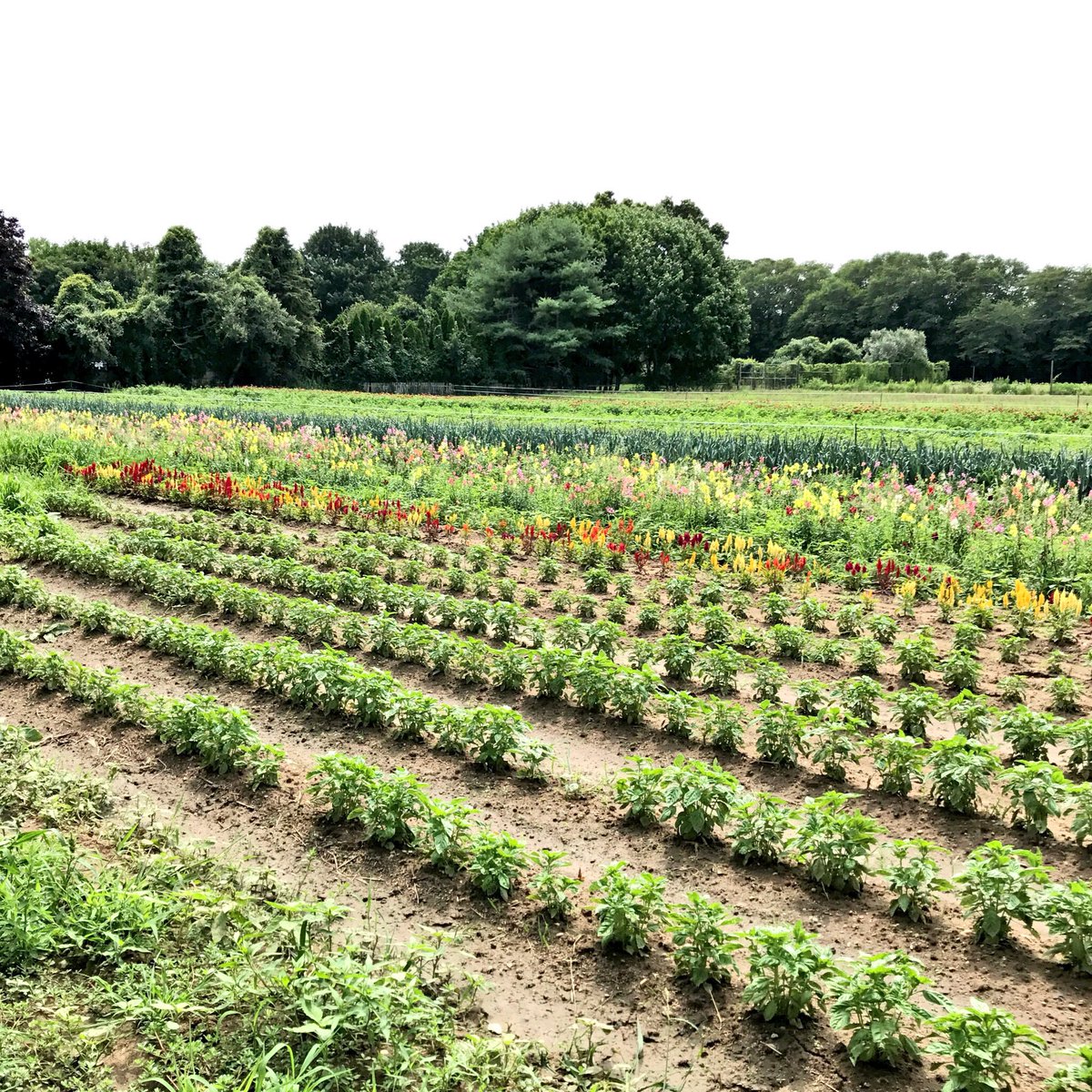 PikeFarms's tweet photo. Don't worry, these beautiful flowers will make your #SundayScaries go away! 🌸 https://t.co/cfl81i0oz8