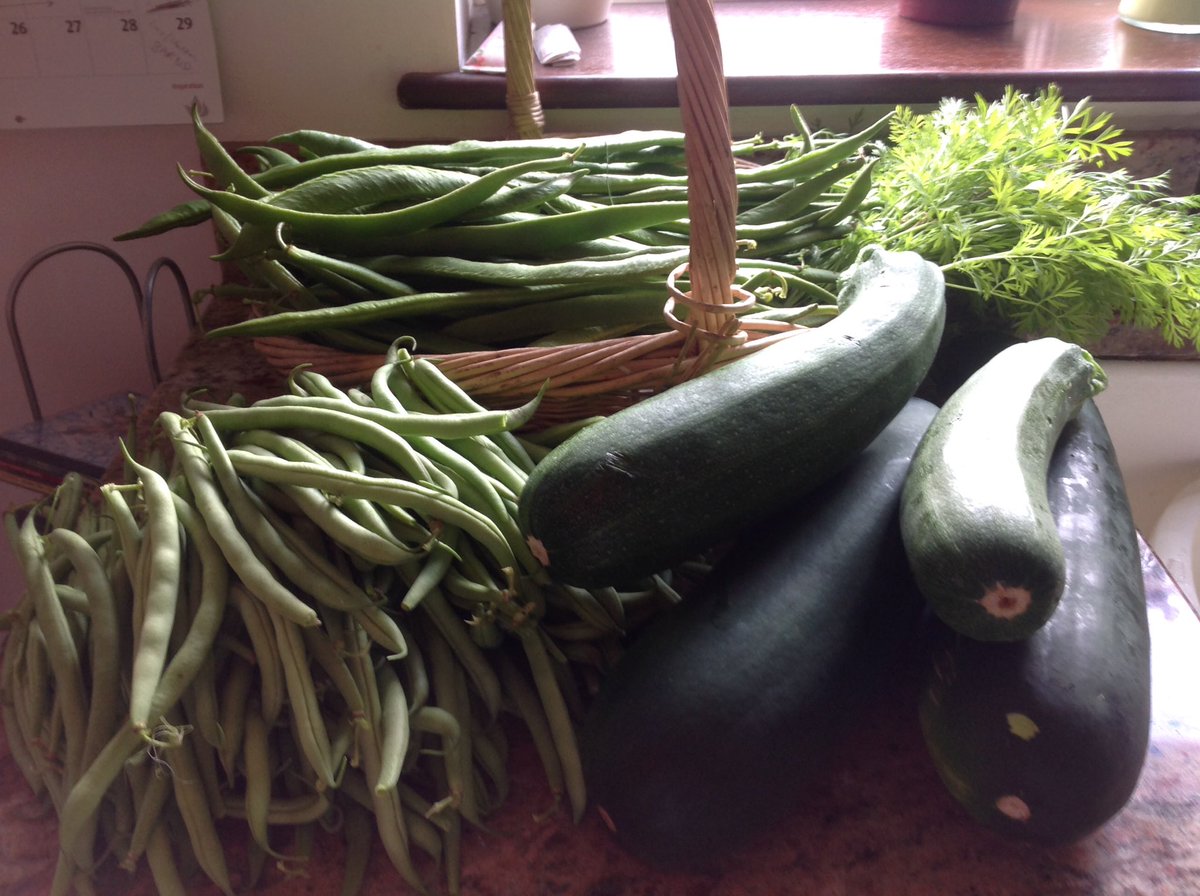 CarolineTrinder's tweet photo. A little inundated with courgettes, runner and French beans...#healthyfoodweek! https://t.co/BveBH82Iol