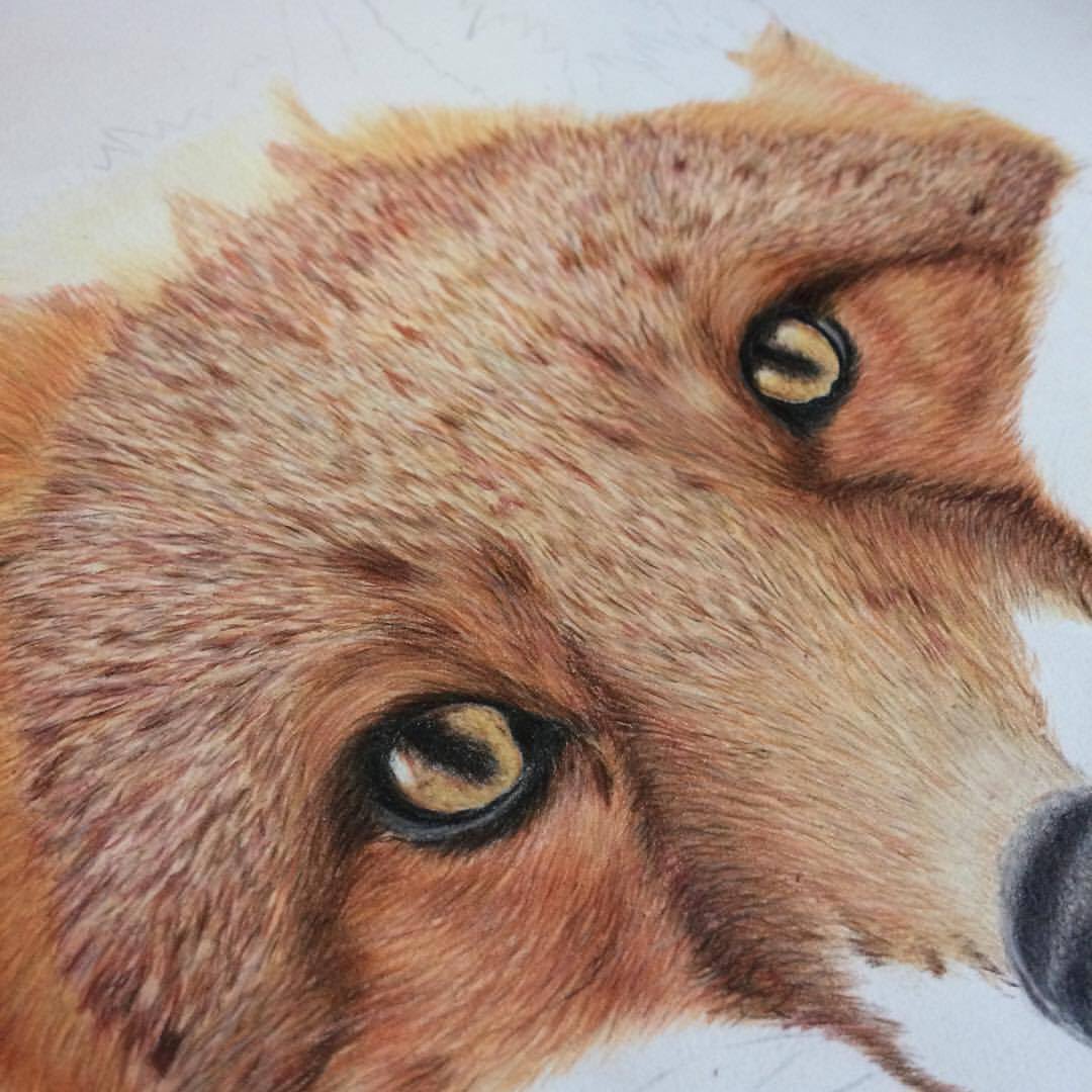kpacker2000's tweet photo. Working on this beauty today 💕
#art #fox #wildlife #britishwildlife #drawing @FaberCastell #smallbiz #womaninbiz #polychromos #draw https://t.co/nZOa7GonSB