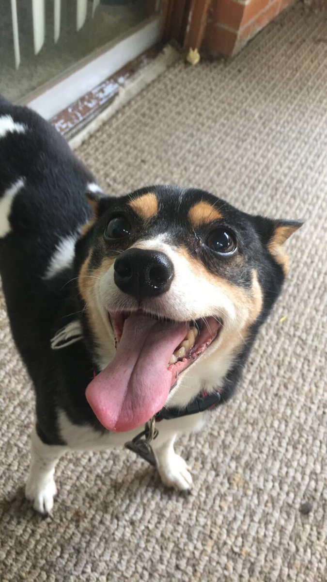 Kattbugz's tweet photo. If these selfies don't tell you how much I love my dog idk what will. 🐶💕 https://t.co/8Q2IAcynYx