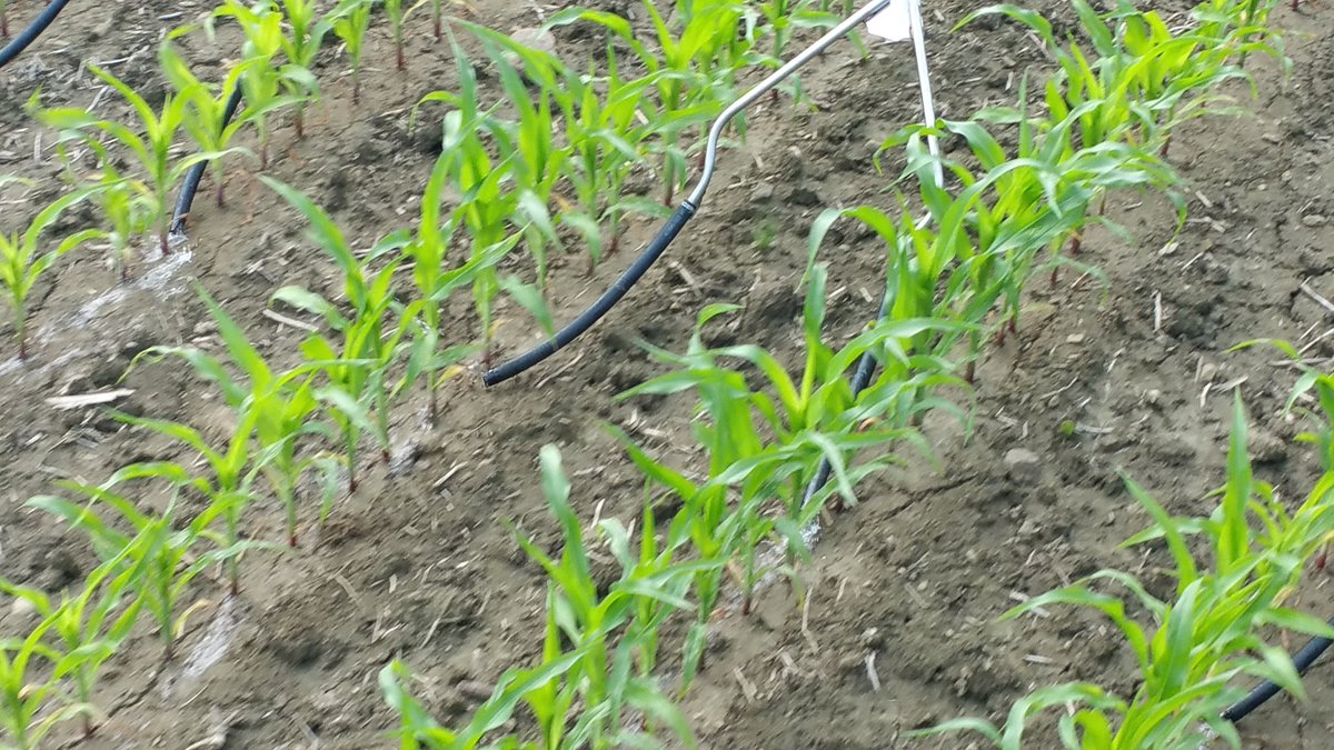 farmerschneck's tweet photo. I think it is finally summer. Done #sidedress17 #ontag zzzzzzzz #nutraboss 2017 is the thing nightmares are made of. https://t.co/76kWWQtKm7