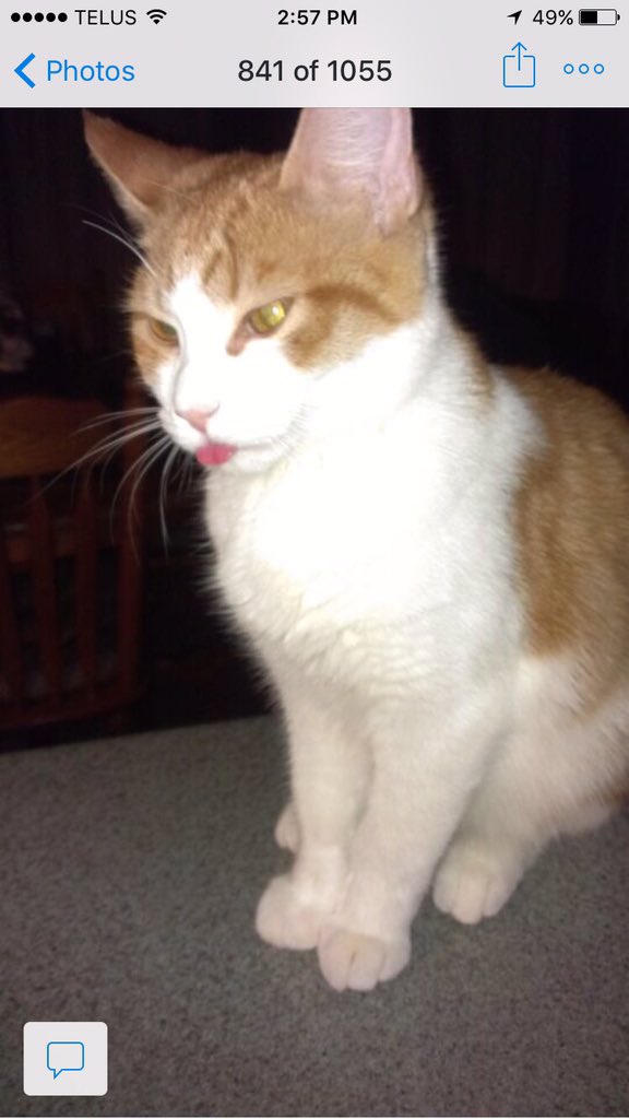 HMeade's tweet photo. @Ptbo_Canada #PetsofPtbo miss our girl who passed away https://t.co/ZKCRkOtQlS
