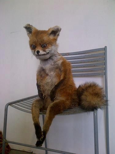 a_m_cullens's tweet photo. Taxidermy + Animal + Fails
#googleimagesearch
I blame @chuckwendig https://t.co/mv6c2eoSDx https://t.co/4wljXYeIko
