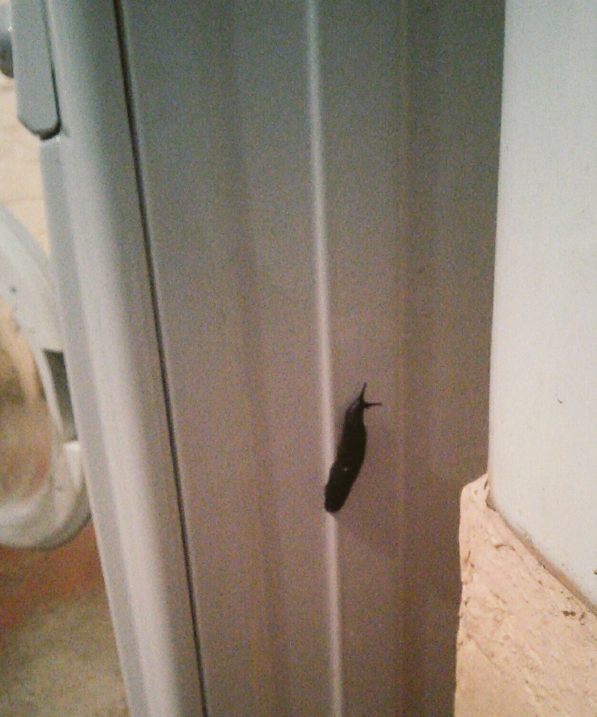 figs_jc's tweet photo. @changingworship Maybe this little critter has come to tell me why God made slugs... https://t.co/ta7bmb74Z2